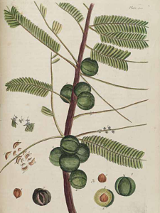 AMLA botanical image