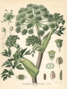 Angelica botanical image