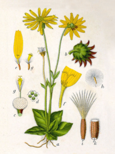 arnica botanical image