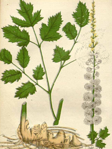Black Cohosh Image