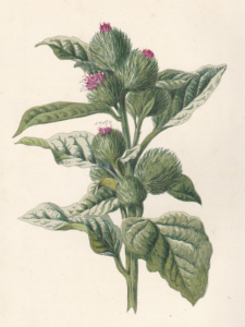 Burdock Image