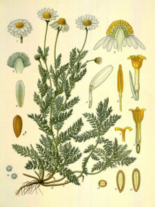 Chamomile Image