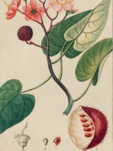 annatto botanical image