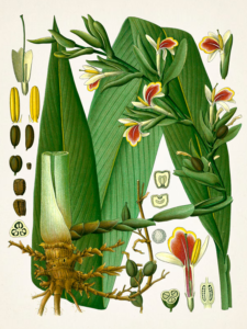 Cardamom Image