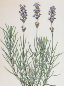 lavender image