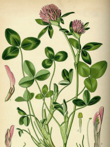 red clover image 