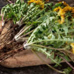 Fostered and Foraged Apothecary Class (May 24)