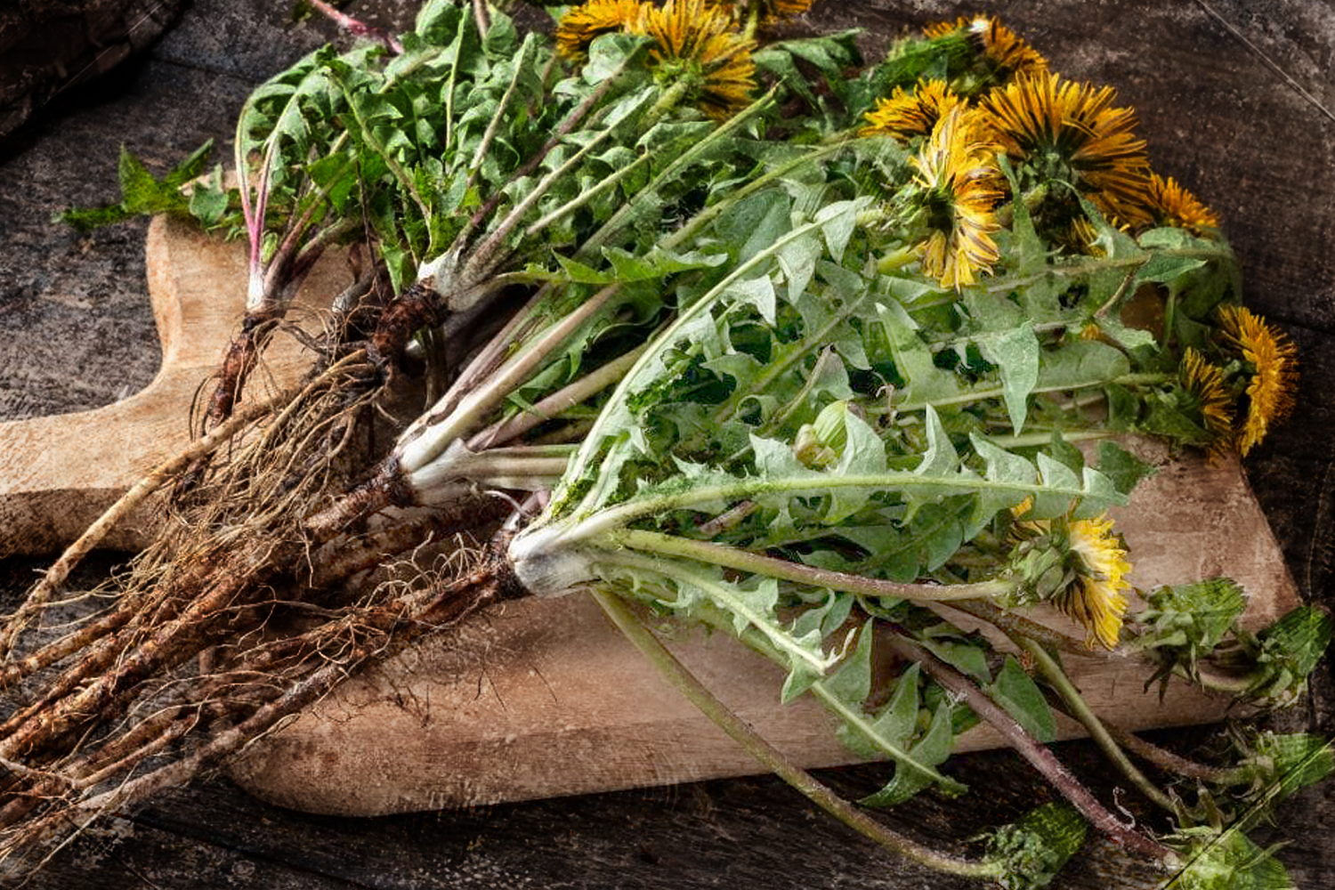 Fostered and Foraged Apothecary Class (May 24)